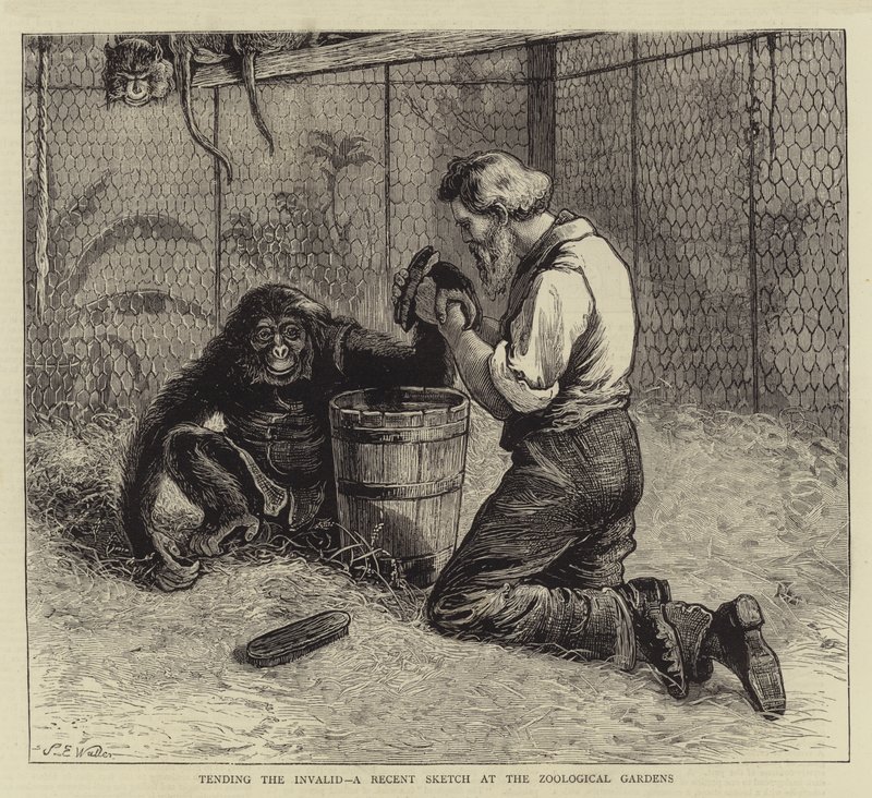 Invalidin hoito, viimeaikainen luonnos eläintarhassa tekijältä Samuel Edmund Waller