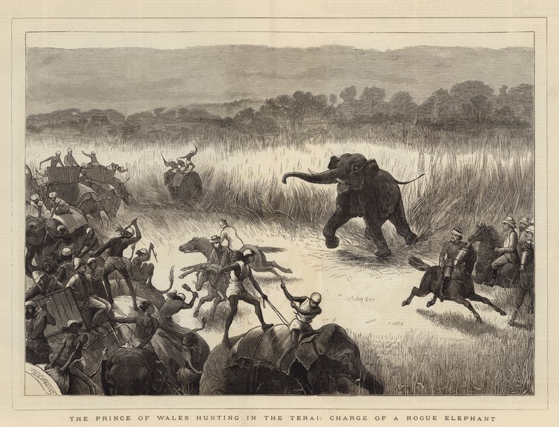 Walesin prinssi metsästämässä Teraissa, Konnaelefantin panos tekijältä Samuel Edmund Waller