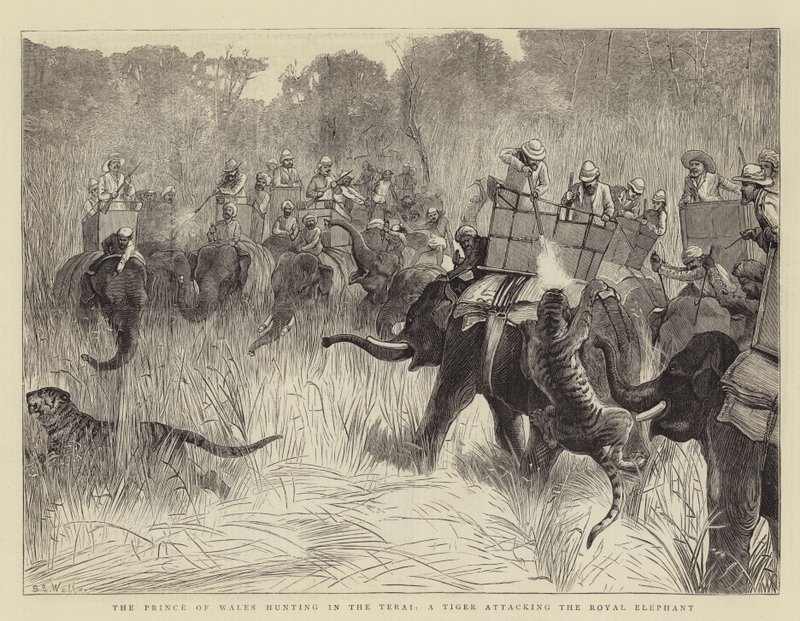 Walesin prinssi metsästämässä Teraissa, tiikeri hyökkäämässä kuninkaallisen norsun kimppuun tekijältä Samuel Edmund Waller