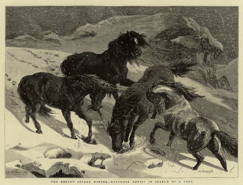 Viimeaikainen ankara talvi, Dartmoor-ponit etsivät ravintoa tekijältä Samuel Edmund Waller