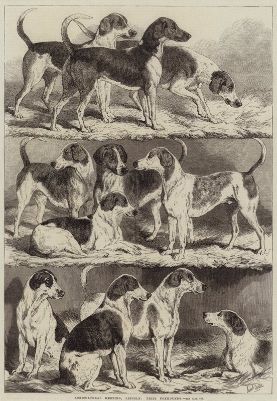 Agricultural Meeting, Lincoln, Prize Foxhounds tekijältä Samuel John Carter
