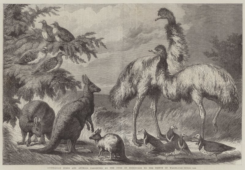 Australian linnut ja eläimet, jotka Edinburghin herttua esitteli Walesin prinssille tekijältä Samuel John Carter
