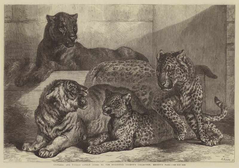 Leopardeja ja tiikeriä lisättiin äskettäin Zoological Societyn kokoelmaan, Regent