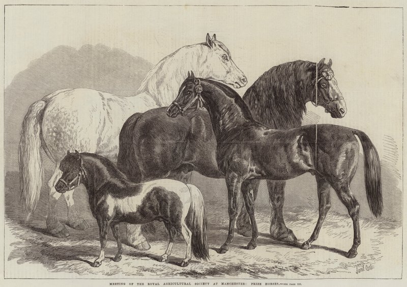 Royal Agricultural Societyn kokous Manchesterissa, Prize Horses tekijältä Samuel John Carter