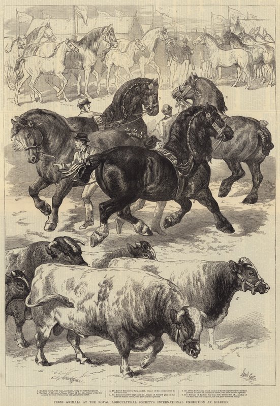 Palkintoeläimet Royal Agricultural Societyn kansainvälisessä näyttelyssä Kilburnissa tekijältä Samuel John Carter