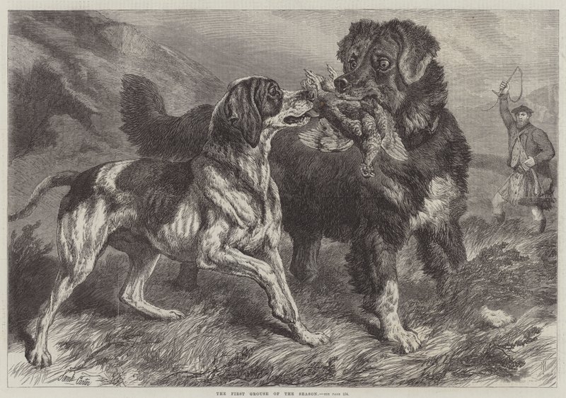 Kauden ensimmäinen Grouse tekijältä Samuel John Carter
