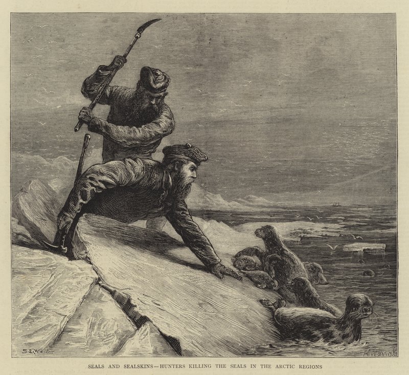 Hylkeet ja hylkeennahat, metsästäjät, jotka tappavat hylkeitä arktisilla alueilla tekijältä Samuel Edmund Waller