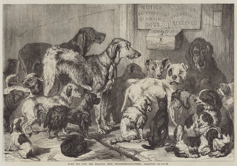 Kadonneiden ja nälkäisten koirien koti, Hollingsworth-Street, Islington tekijältä Samuel John Carter