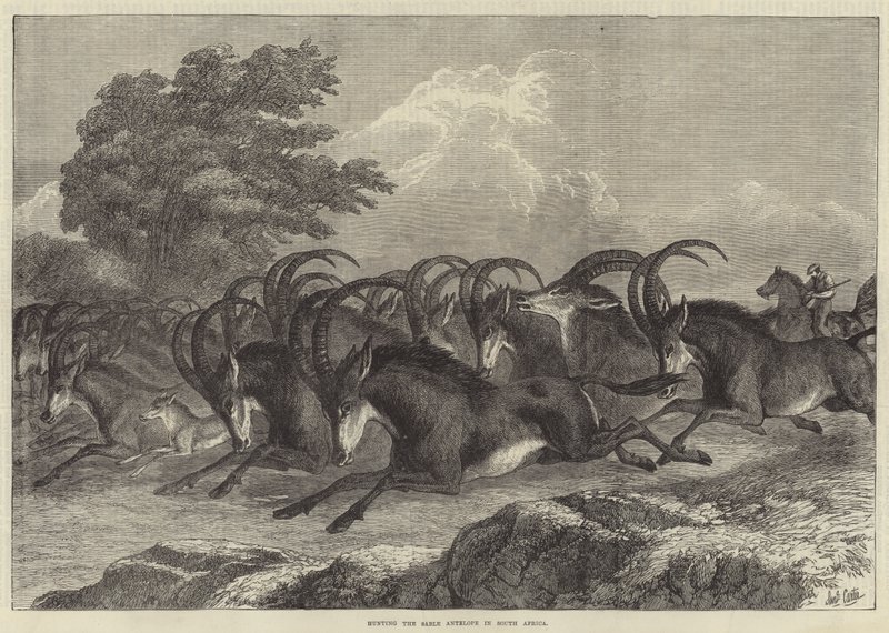Sable-antiloopin metsästys Etelä-Afrikassa tekijältä Samuel John Carter
