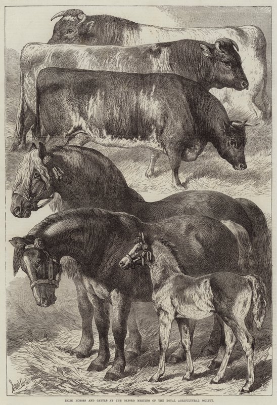 Palkinto hevoset ja karja Royal Agricultural Societyn Oxford-kokouksessa tekijältä Samuel John Carter