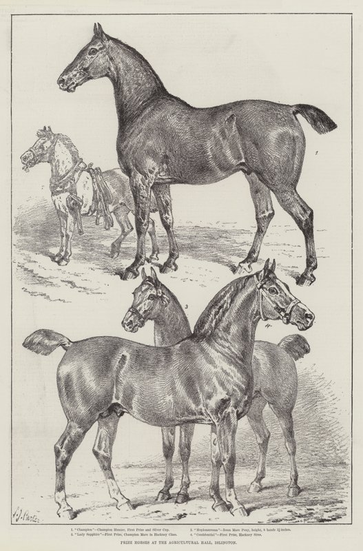 Palkintohevoset Agricultural Hallissa, Islingtonissa tekijältä Samuel John Carter