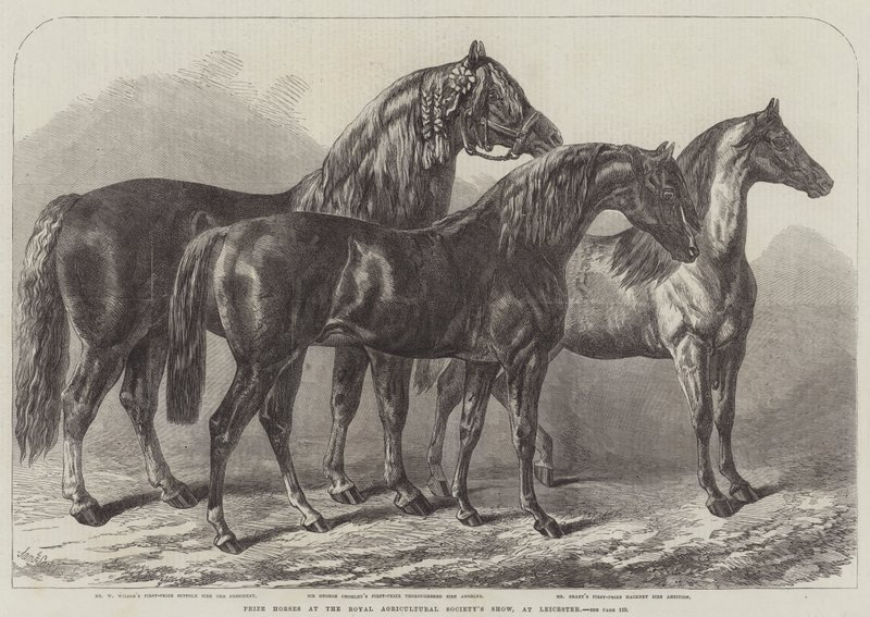 Palkintohevoset Royal Agricultural Societyn näyttelyssä Leicesterissä tekijältä Samuel John Carter