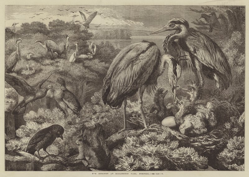 Heronry Didlington Parkissa, Norfolkissa tekijältä Samuel John Carter
