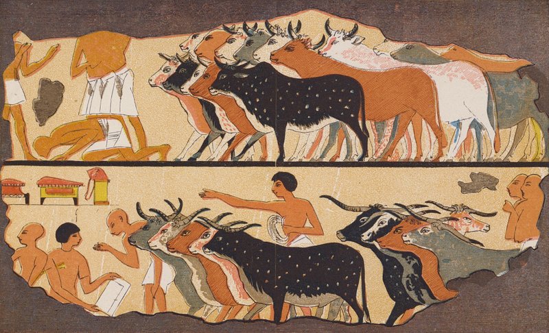 Karja, muinainen Egypti (värilitro) tekijältä School Egyptian