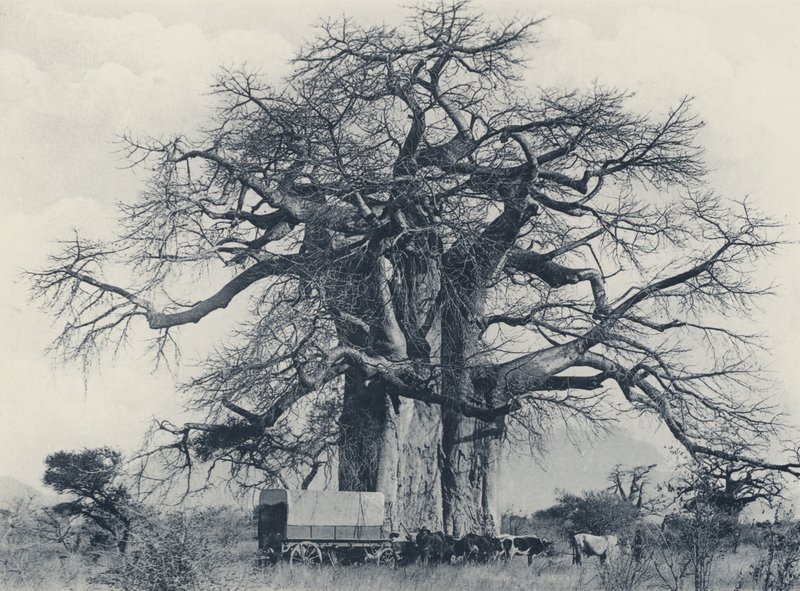 Baobab Tree (m/w kuva) tekijältä South African Photographer