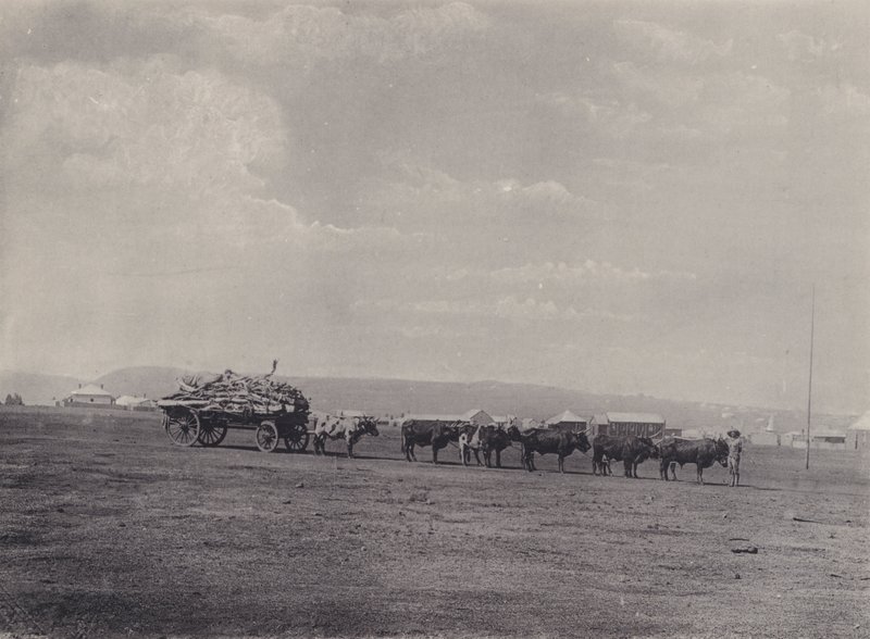 Ox-Wagon (m/w kuva) tekijältä South African Photographer