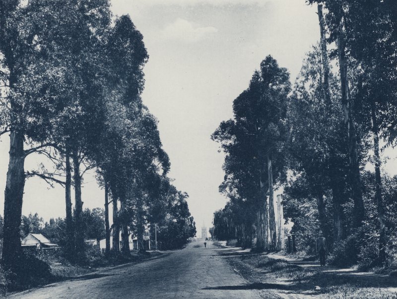 Avenue of Blue Gum Trees, Pretoria (m/w kuva) tekijältä South African Photographer