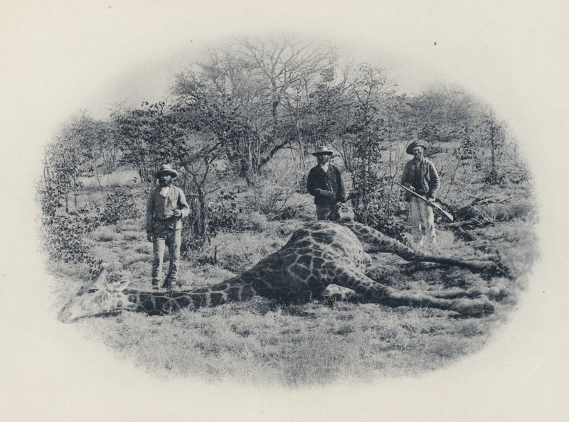 Isoriistan metsästys Transvaalissa (m/w kuva) tekijältä South African Photographer