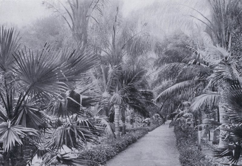 Palm Avenue, kasvitieteellinen puutarha, Durban (m/w kuva) tekijältä South African Photographer