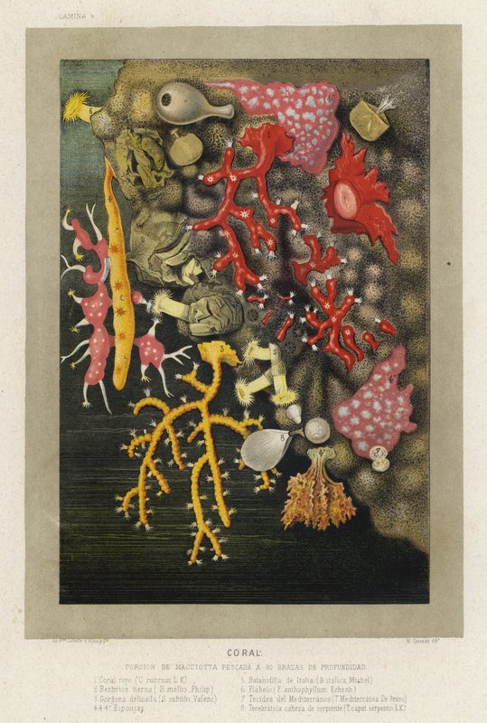 Koralli (chromolitho) tekijältä Spanish School