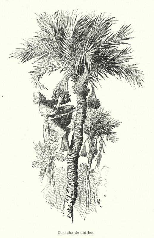 Sadonkorjuupäivät (litho) tekijältä Spanish School