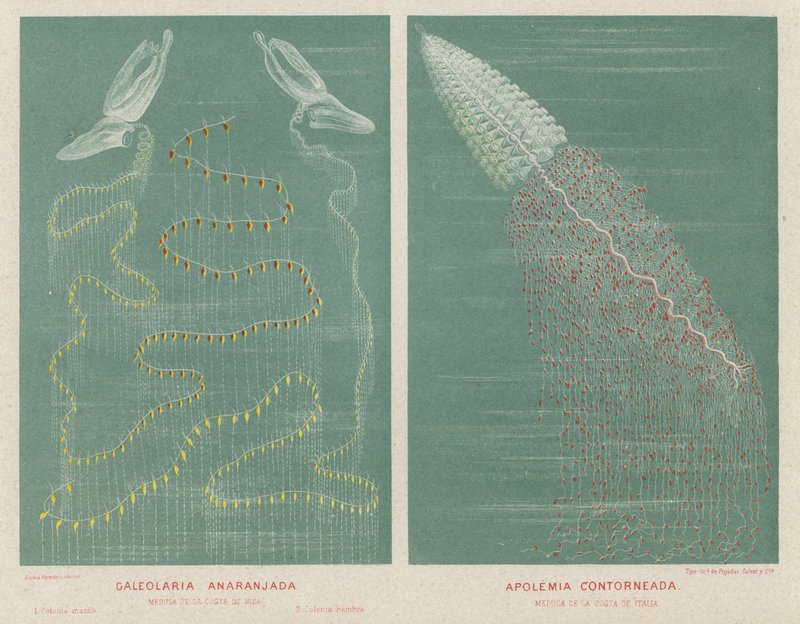 Oranssi galeolaria ja muotoiltu apolemia (väri litho) tekijältä Spanish School