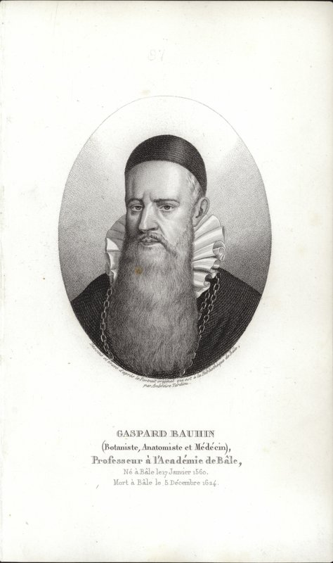 Gaspard Bauhin tekijältä Swiss School