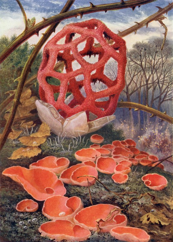 Lattice Fungus ja Orange Elf-Cup tekijältä Theobald Carreras