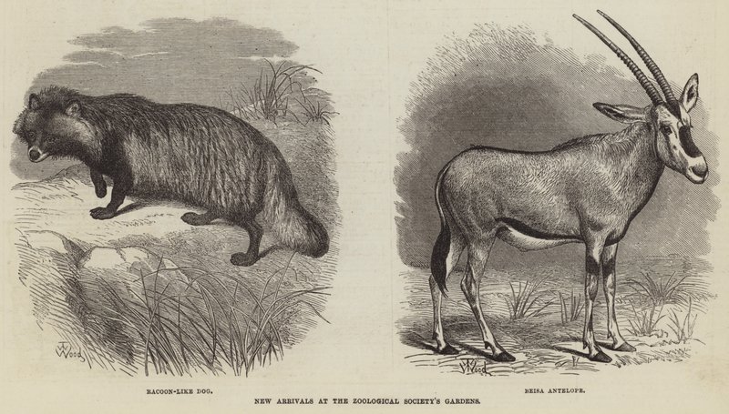 Uusia tulokkaita Zoological Societyn puutarhoissa tekijältä Thomas W. Wood