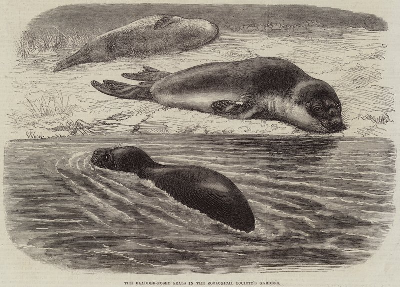 Virtsarakon hylkeet Zoological Societyn puutarhoissa tekijältä Thomas W. Wood