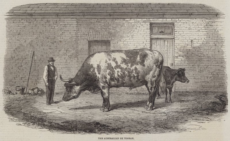 Australian Ox Tooran tekijältä Thomas Harrington Wilson