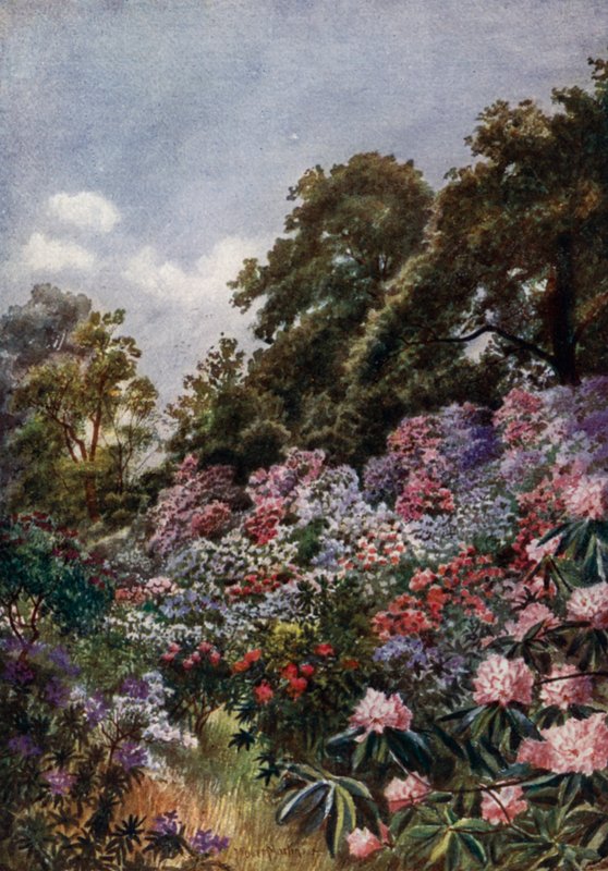 Kew Gardens: Rhododendron Dell (väri litho) tekijältä Thomas Mower Martin