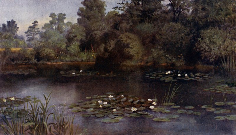 Kew Gardens: Water Lily Pond (väri litho) tekijältä Thomas Mower Martin