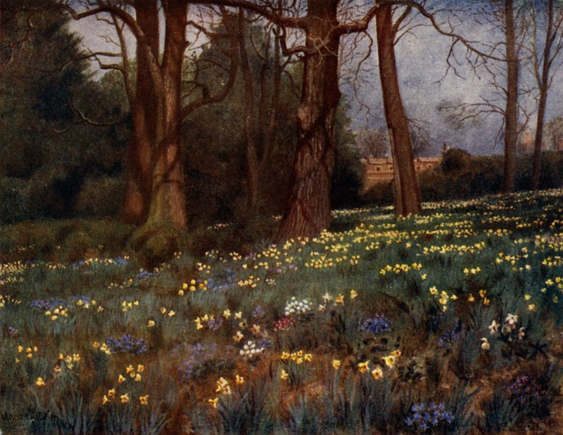 Kew Gardens: Villi puutarha keväällä (väri litho) tekijältä Thomas Mower Martin