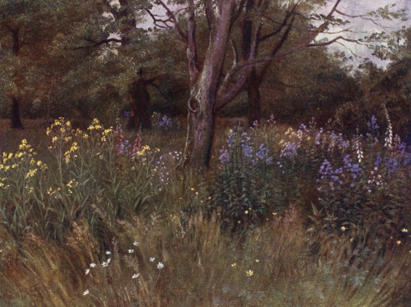 Kew Gardens: Wild Flows in the Beech Woods (väri litho) tekijältä Thomas Mower Martin