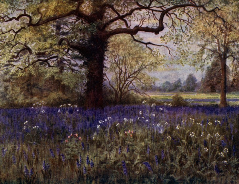 Kew Gardens: Wild Hyasinths (väri litho) tekijältä Thomas Mower Martin