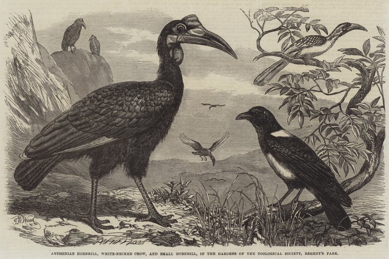 Abessinian sarvinokka, valkokaulavaris ja pieni sarvinokka, Zoological Societyn puutarhassa, Regent