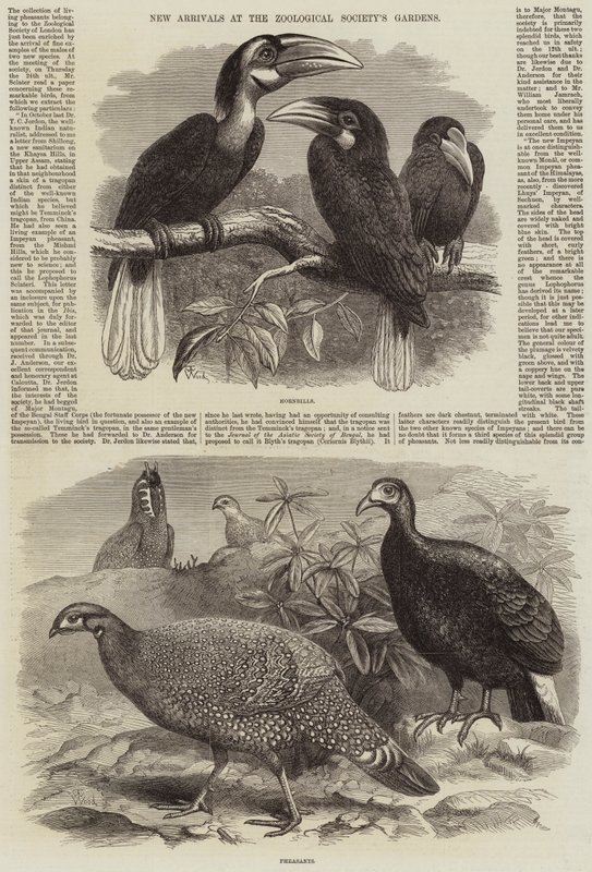 Uusia tulokkaita Zoological Societyn puutarhoissa tekijältä Thomas W. Wood
