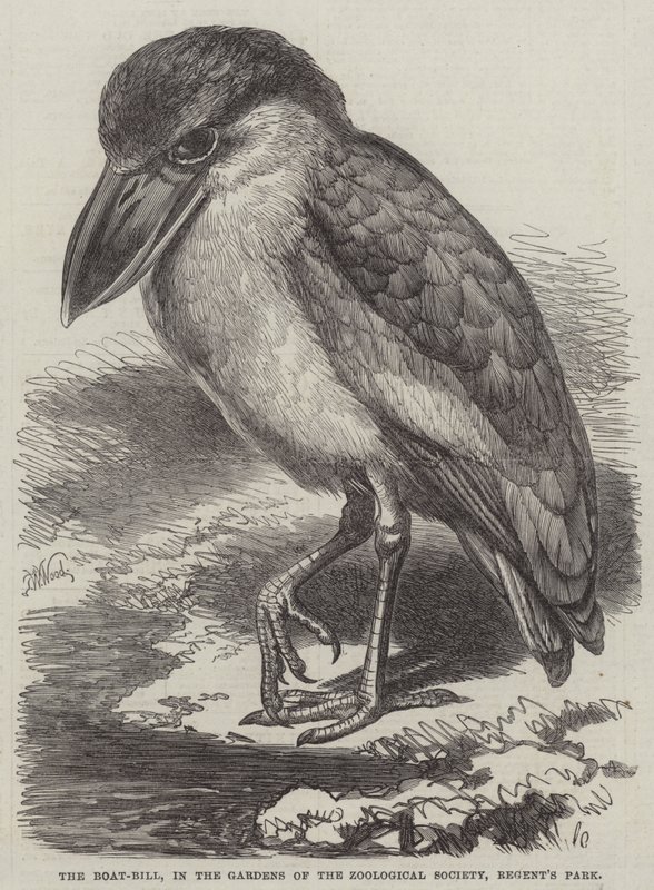 Boat-Bill, Regent