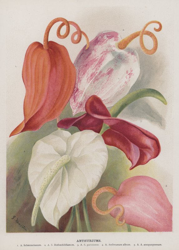 Anthuriums tekijältä Unbekannt Unbekannt