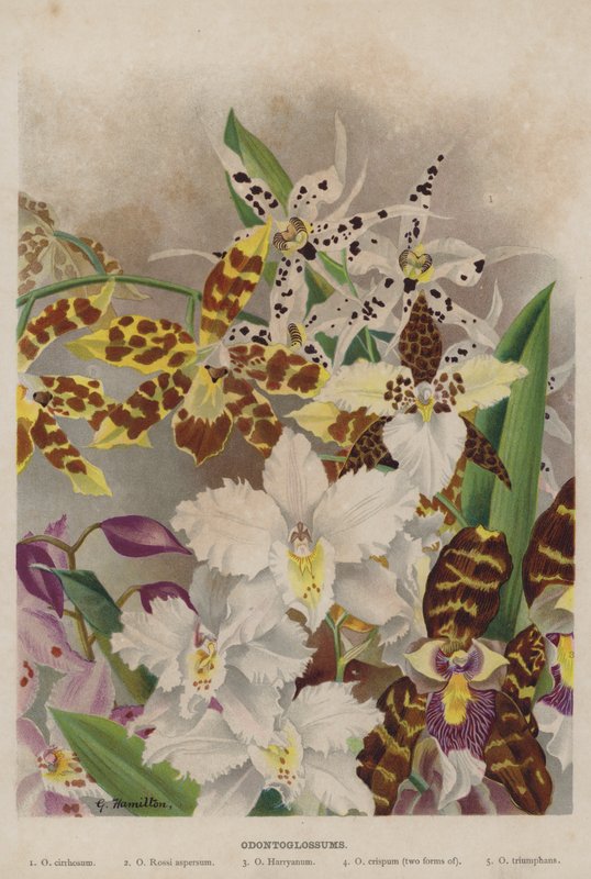 odontoglossum tekijältä Unbekannt Unbekannt