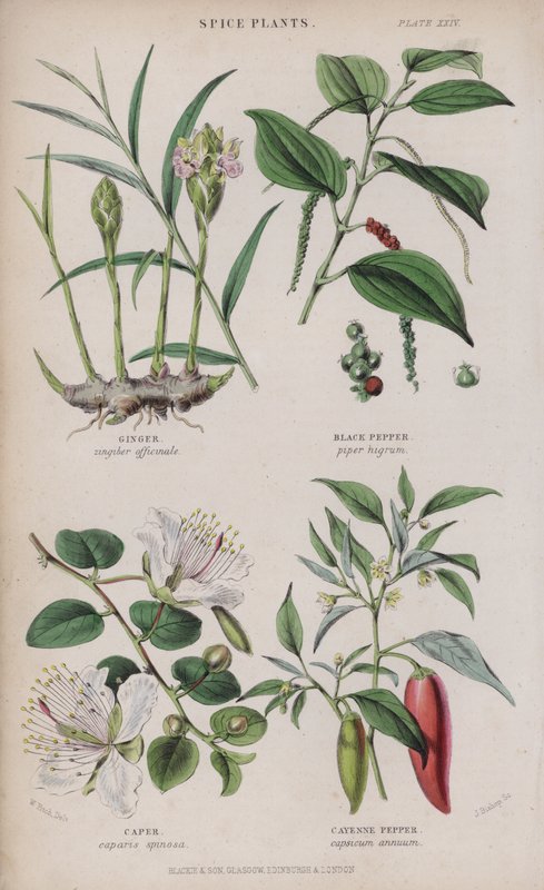 Inkivääri; Mustapippuri; Kapris; Cayenne Pepper (värillinen kaiverrus) tekijältä W. Fitch