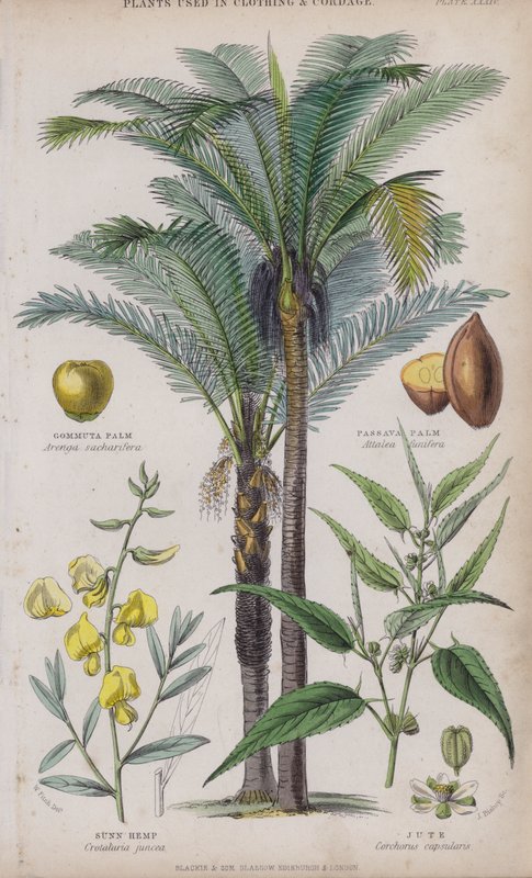 Gommuta Palm; Passava Palm; Sunn Hamppu; Juutti (värillinen kaiverrus) tekijältä W. Fitch