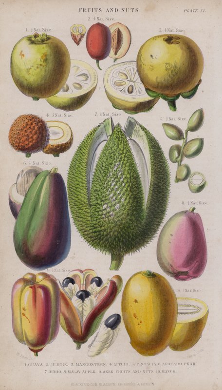 guava; Jujube; Mangosteen; Litsi; Pistacia; Avokado Päärynä; Durio; malaiji Apple; Akee hedelmät ja pähkinät; Mango (värillinen kaiverrus) tekijältä W. Fitch