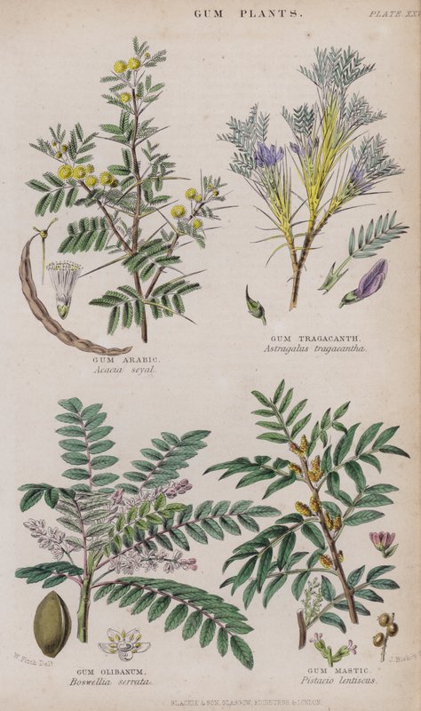 arabikumi; Traganttikumi; Olibanum-kumi; Gum Mastic (värillinen kaiverrus) tekijältä W. Fitch