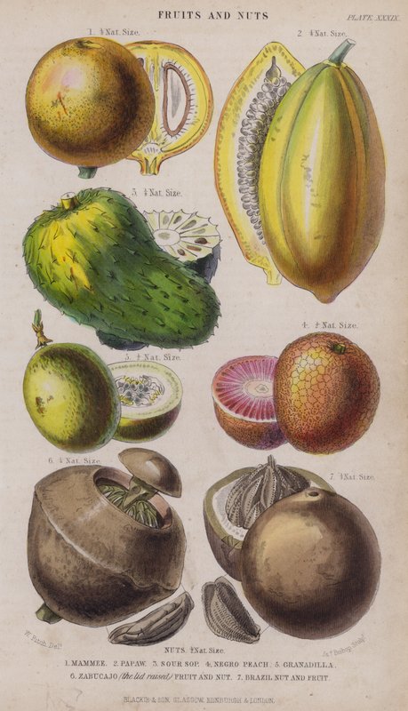 Mammee; Papa; Sour Sop; neekeri persikka; Granadilla; Zabucajo (kansi nostettuna) Hedelmät ja pähkinät; Brasilia pähkinä ja hedelmä (värillinen kaiverrus) tekijältä W. Fitch