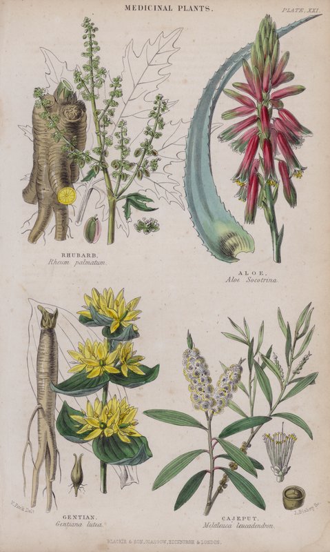 Raparperi; Aloe; Gentian; Cajeput (värillinen kaiverrus) tekijältä W. Fitch