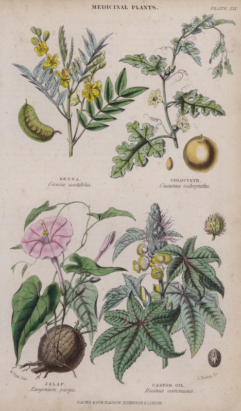 Senna; kolosyntti; Jalap; Risiiniöljy (värillinen kaiverrus) tekijältä W. Fitch