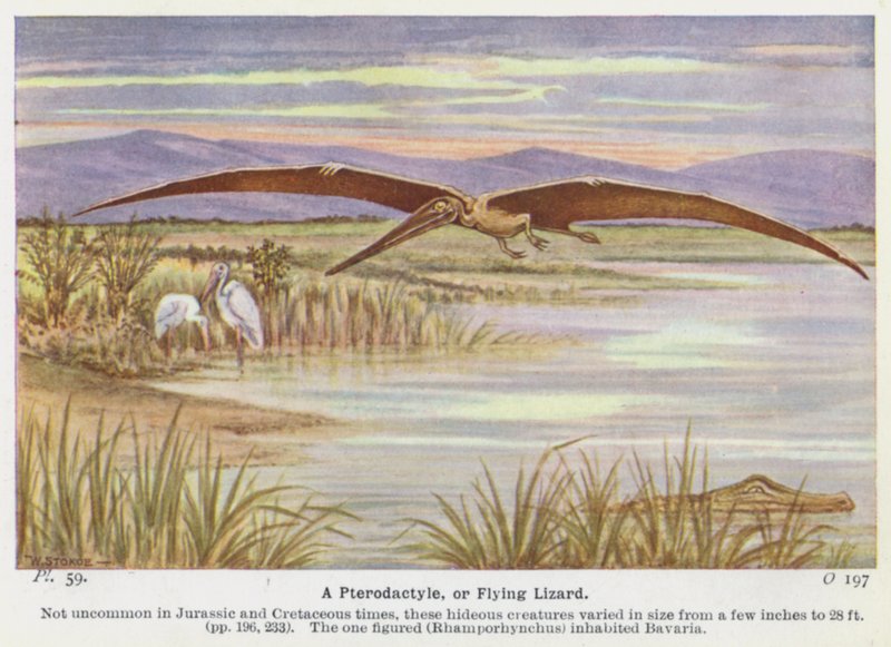 Pterodaktyle tai lentävä lisko (väri litho) tekijältä W. J. Stokoe