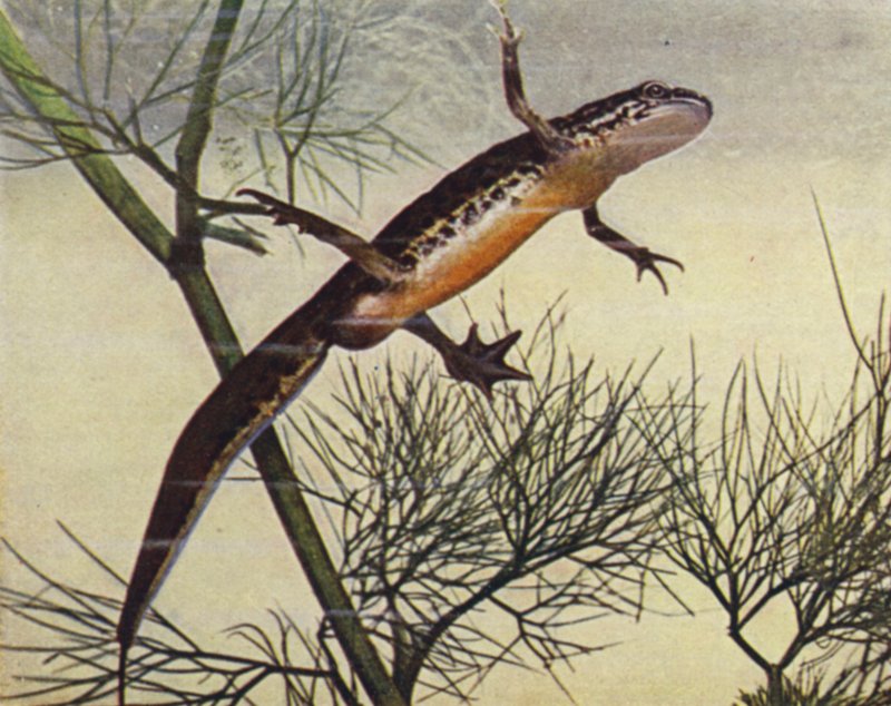 Palmate Newt, male, Molge palmata (coloured photo)   1410873   fi       finnish Successfully Translated  Original: Een koe wordt gemolken Translat: Een koe wordt gemolken 1356096 fi finnish Successfully Translated Original: Bathers Translat: Bathers 122251 tekijältä W. J. Stokoe
